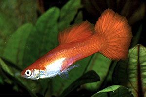 Guppy (Poecilia reticulata)