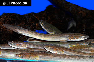 Nil-Flösselhecht (Polypterus bichir)