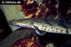 Endlichers Flösselhecht (Polypterus endlicherii)