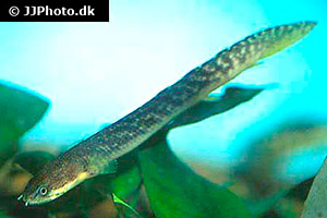 Polypterus palmas