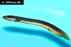 Polypterus retropinnis