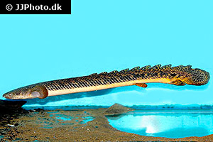 Polypterus teugelsi