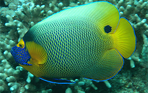 Blaukopf-Kaiserfisch (Pomacanthus xanthometopon)