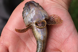 Kessler-Grundel (Ponticola kessleri)