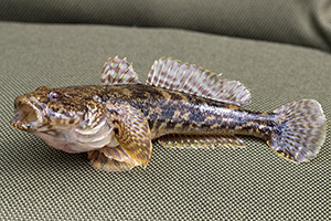 Kessler-Grundel (Ponticola kessleri)