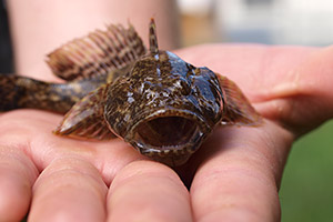 Kessler-Grundel (Ponticola kessleri)