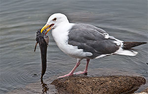 Nördlicher Bootsmannfisch (Porichthys notatus)