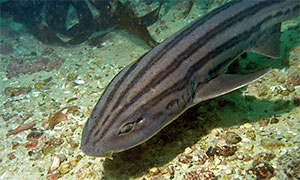 Pyjamahai (Poroderma africanum)