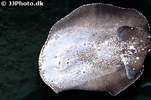 Potamotrygon albimaculata