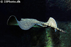 Potamotrygon albimaculata