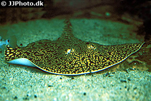 Potamotrygon albimaculata