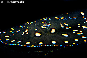 Feuerrochen (Potamotrygon henlei