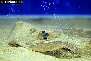 Scobina-Rochen (Potamotrygon scobina)