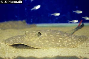 Scobina-Rochen (Potamotrygon scobina)