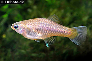 Gedrungener Blauaugenkärpfling (Priapella compressa)