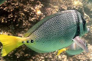 Galapagos-Doktorfisch (Prionurus laticlavius)