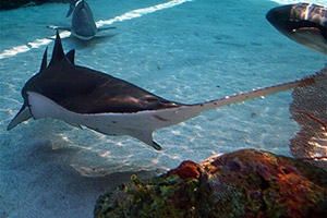 Gewöhnlicher Sägefisch (Pristis pristis)