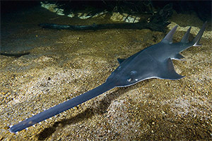 Gewöhnlicher Sägefisch (Pristis pristis)