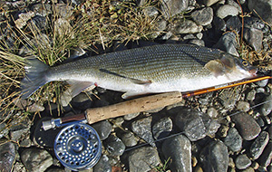 Mountain whitefish (Prosopium williamsoni)