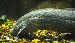 Äthiopischer Lungenfisch(Protopterus aethiopicus)