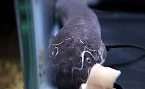 Kongo-Lungenfisch (Protopterus dolloi)