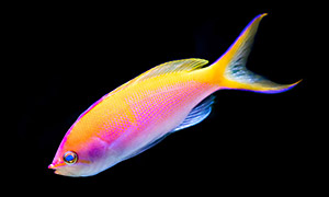 Bartletts Fahnenbarsch (Pseudanthias bartlettorum) - Copyright by Prayuth Gerabun (123rf.com)