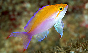 Zweifarben Fahnenbarsch (Pseudanthias bicolor)