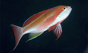 Flammen-Fahnenbarsch (Pseudanthias cooperi)