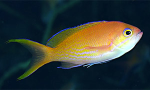 Pseudanthias elongatus