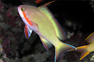 Grüner Fahnenbarsch (Pseudanthias huchtii)