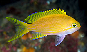 Seitenstreifen-Fahnenbarsch (Pseudanthias pleurotaenia)