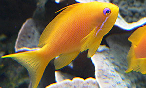 Juwelen Fahnenbarsch (Pseudanthias squamipinnis)