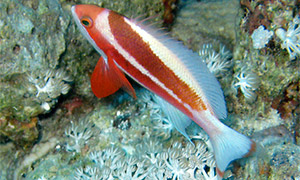 Rotmeer Fahnenbarsch (Pseudanthias taeniatus)