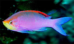 Purpur-Fahnenbarsch (Pseudanthias tuka)