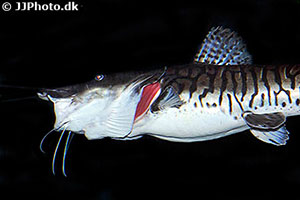 Surubim (Pseudoplatystoma fasciatum)