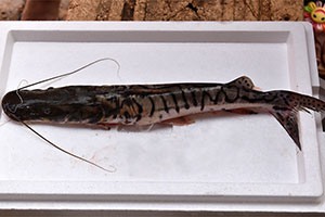 Pseudoplatystoma magdaleniatum