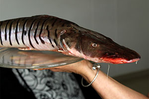 Pseudoplatystoma orinocoense