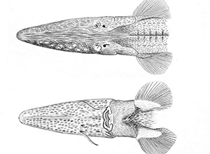 Der Syrdarja-Schaufelstör (Pseudoscaphirhynchus fedtschenkoi)