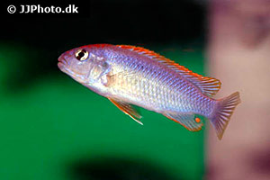 Pseudotropheus perspicax