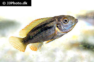 Pseudotropheus species "polit" title=