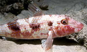 Gefleckte Meerbarbe (Pseudupeneus maculatus)