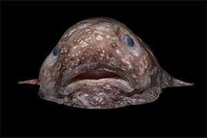 Blobfisch (Psychrolutes marcidus)