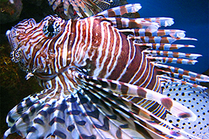 Pazifischer Rotfeuerfisch (Pterois volitans)