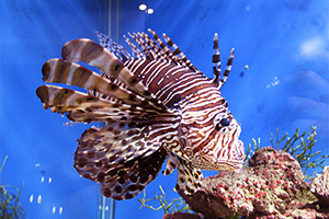 Pazifischer Rotfeuerfisch (Pterois volitans)