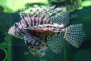 Pazifischer Rotfeuerfisch (Pterois volitans)