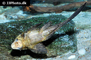 Pterygoplichthys scrophus