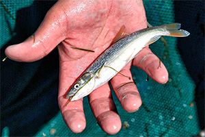 Sacramento Pikeminnow (Ptychocheilus grandis)
