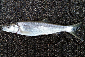 Northern Pikeminnow (Ptychocheilus oregonensis)