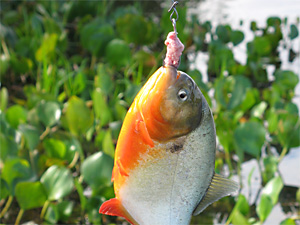 Roter Schulterfleck-Piranha (Pygocentrus cariba)