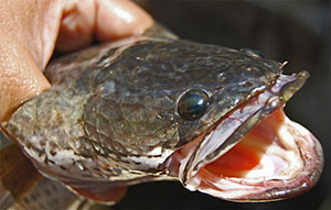 Quergestreifter Schlangenkopffisch (Channa striata)